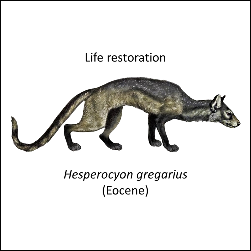 cynodictis evolution