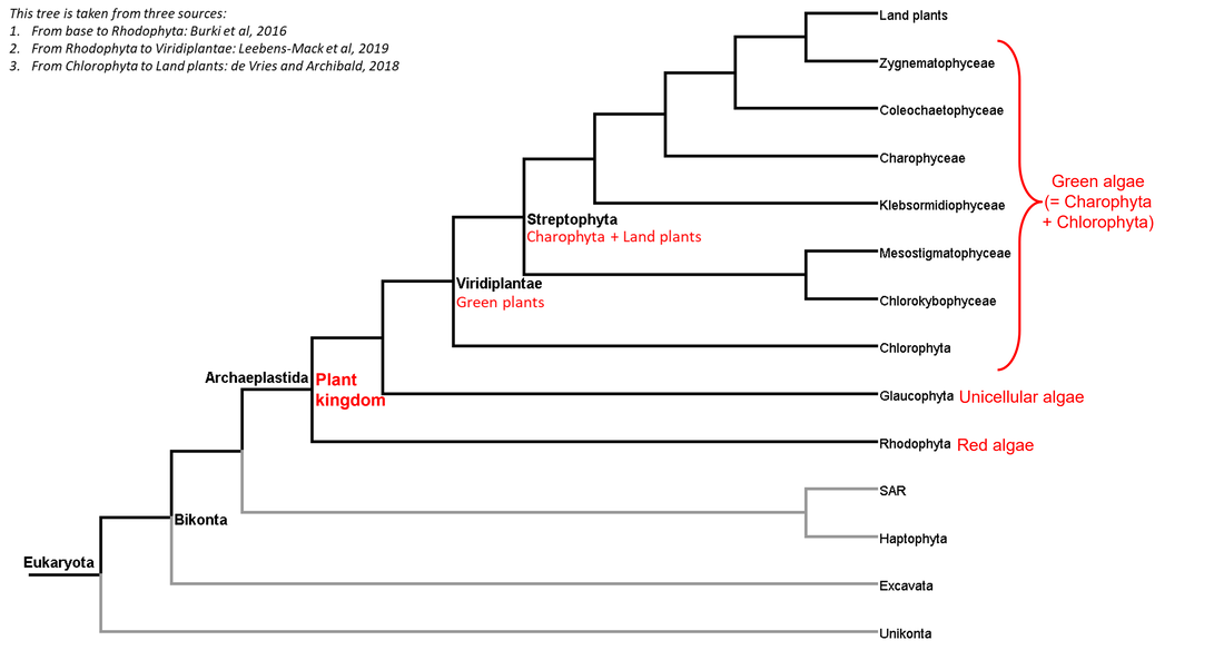 land plant phylogenetic tree