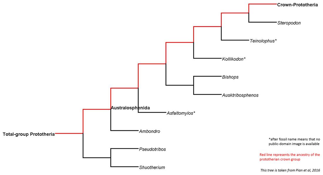 what is the stem of a phylogenetic tree